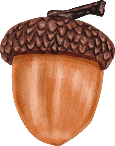 Watercolor acorn