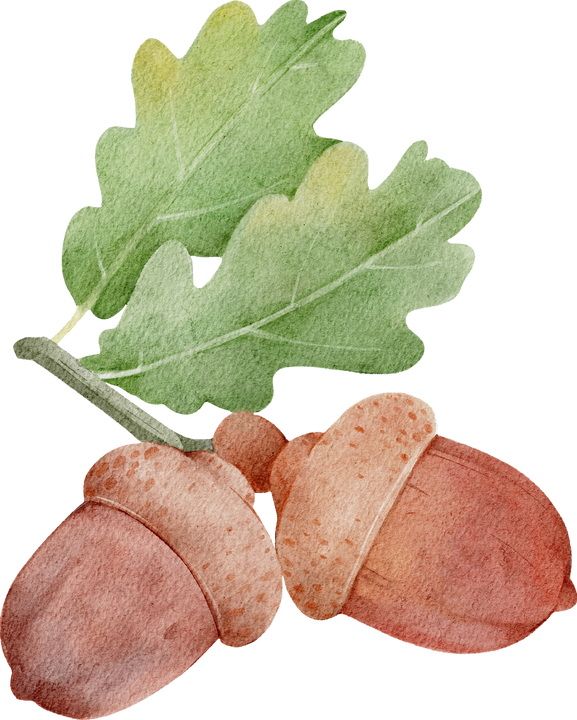 Acorn Watercolor Illustration