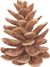 Watercolor Acorn Illustration